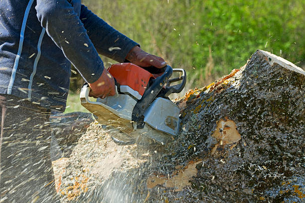 Best Tree Trimming Near Me  in Silver Summit, UT